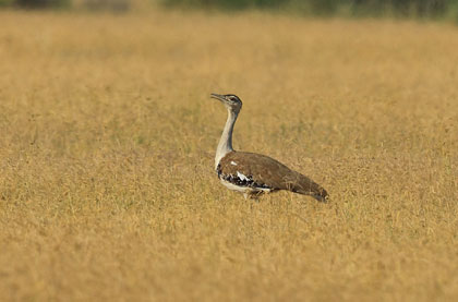 Desert National Park